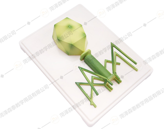 ģ